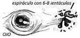 Torpedo marmorata.jpg